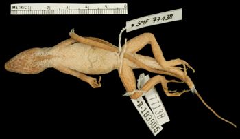 Media type: image;   Herpetology R-183905 Aspect: ventral